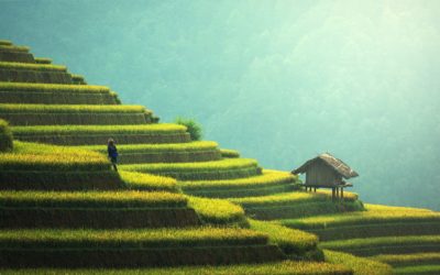 La tradition du thé dans le monde – Épisode 1 | Asie